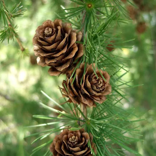 Tinh dầu Thông Pine