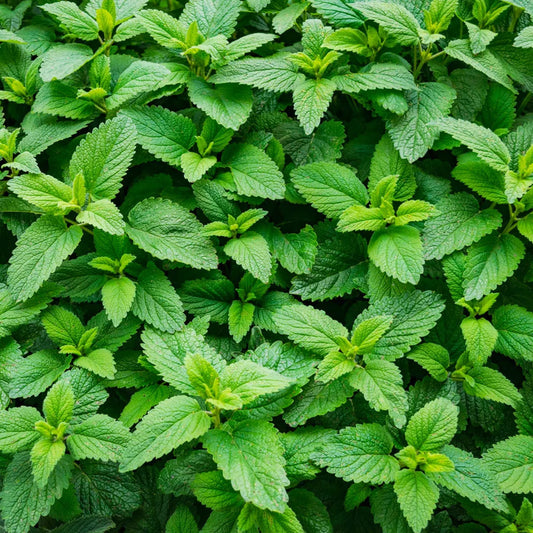 Tinh dầu Bạc Hà Á Spearmint