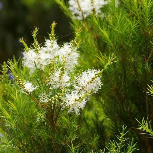 Tinh dầu Tràm Trà Tea Tree