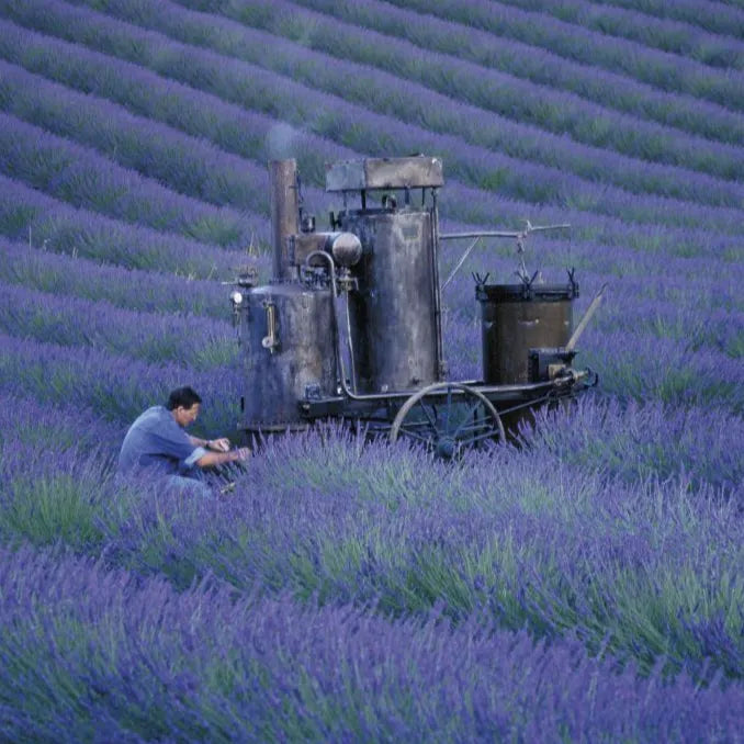 Lavender Bulgaria Essential Oil