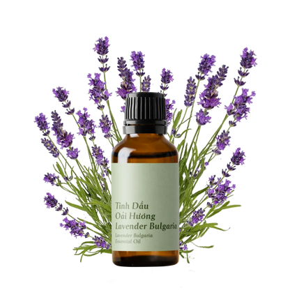 Lavender Bulgaria Essential Oil