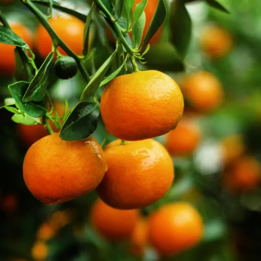 Tangerine Essential Oil