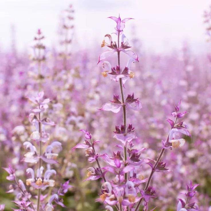 Clary Sage Essential Oil